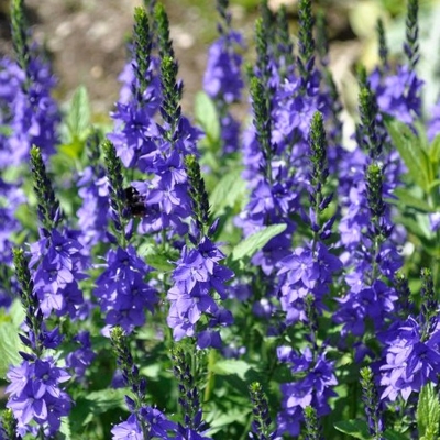 Veronica spicata 'Ulster Blue' P14