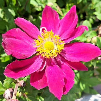 Anemone ´Fantasy Pocahontas´  Co15