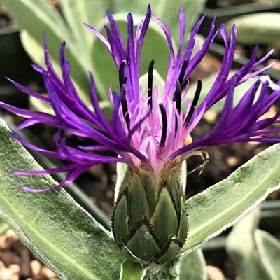 Centaurea montana ´Amethyst Dream´