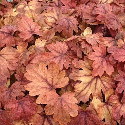 Heuchera americana ’Melting Fire´ P13
