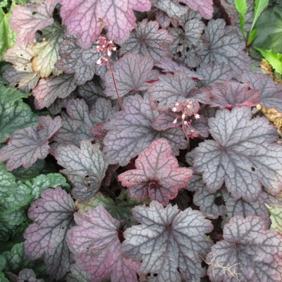 Heuchera  ’Berry Smoothie´ P13  5/10
