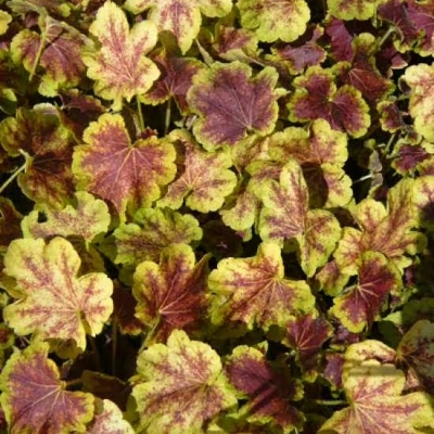Heuchera  ’Stoplight´ P13