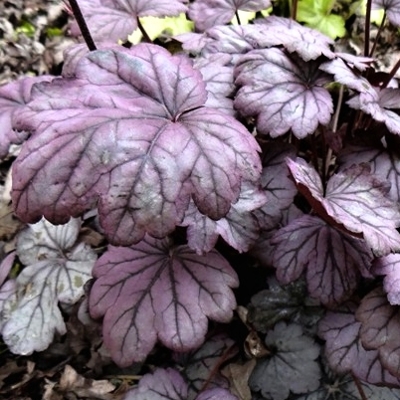 Heuchera  ’Stoplight´ P13