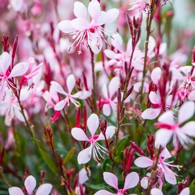 Gaura lindheimeri ´Rose´ P13