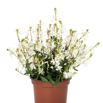 Gaura lindheimeri ´Rose´ P13