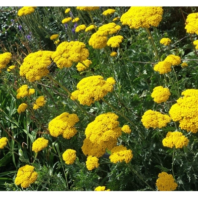 Rebríček - Achillea ´Cloth Of God´ Co2L