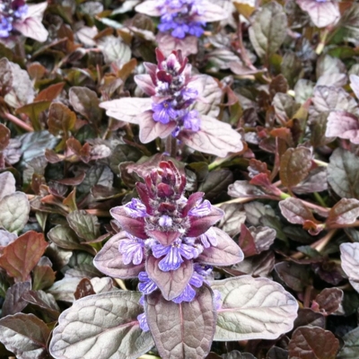 AJUGA reptans 'Black Scallop'
