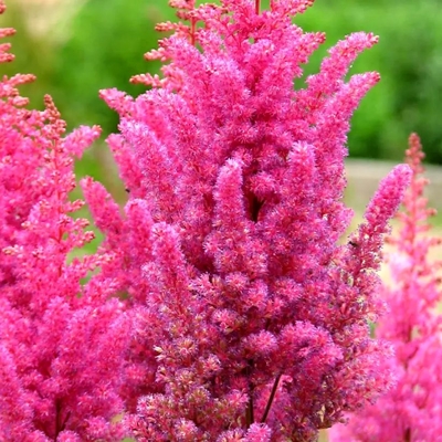 Astilba - Astilbe Arendsii ´Cattleya´ Co1L