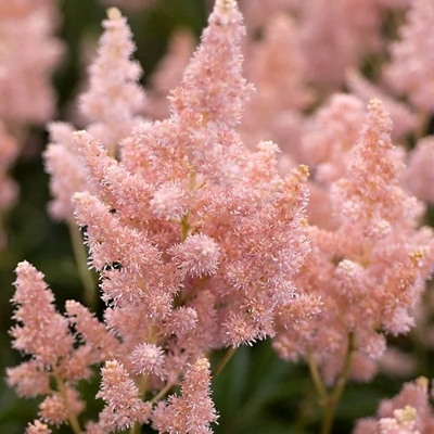 Astilba - Astilbe Arendsii ´Cattleya´ Co1L