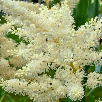 Astilba - Astilbe japonica ´Köln´ Co14