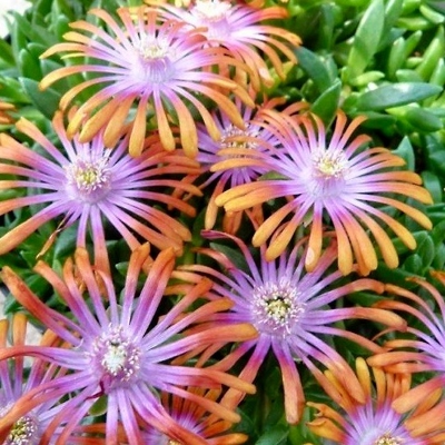 Delosperma ´Jewel of Desert´ - oranžová  K9