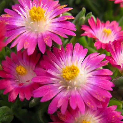 Delosperma ´Jewel of Desert´- ružová K9