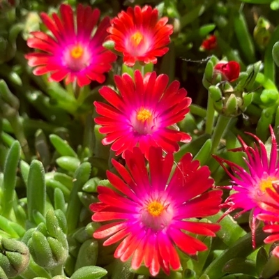 Delosperma ´Jewel of Desert´- ružová K9