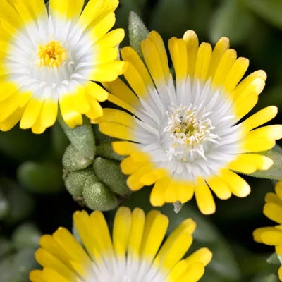 Delosperma ´Jewel of Desert´- ružová K9