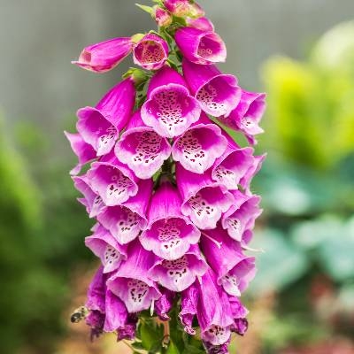 Náprstník - Digitalis illumenation ´Apricot Beauty´ P14