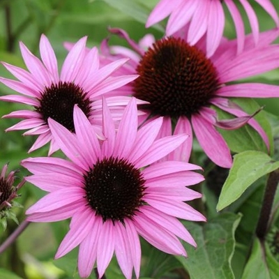 Echinacea purpurea ´Magnus´ P14