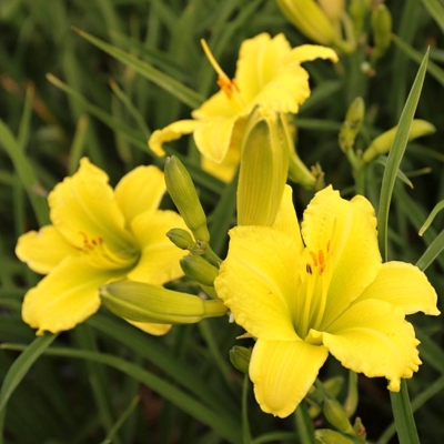 Ľaliovka – Hemerocallis ´Crimson Pirate´ Co14