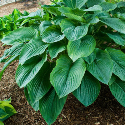 Funkia - Hosta