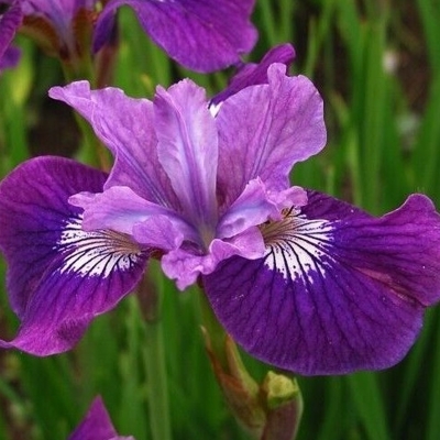 Iris sibirica - MIX farieb P11 10/15