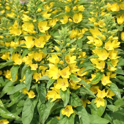 Čerkáč peniažtekový - Lysimachia nummularia P9