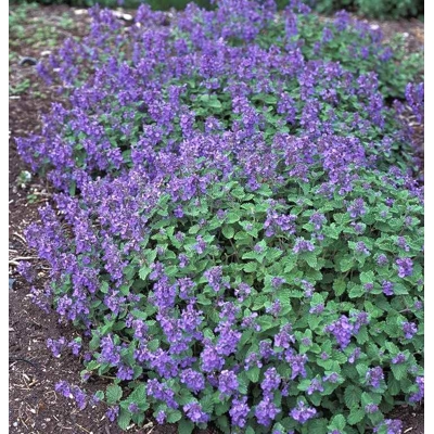Nepeta faasseni ´Dropmore´ P14