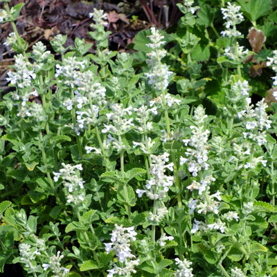 Nepeta faasseni Co1.5L