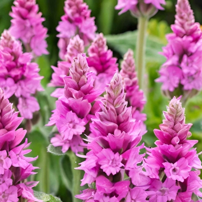 Stachys 'Summer Romance'