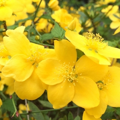 Kerria japonica ´Pleniflora´ Co2,5L 20/30