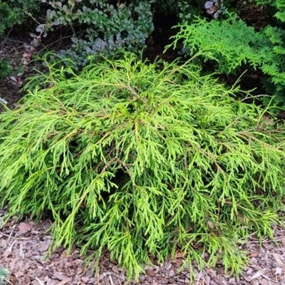 Tuja - Thuja plicata 'WHIPCORD'  20/30 Co2,5L