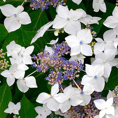 Hortenzia kalinolistá - Hydrangea macrophylla - ružová Co5L  30/40