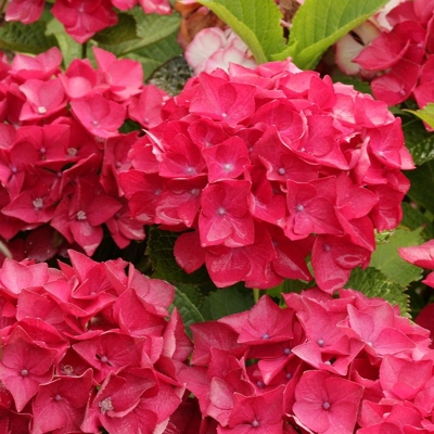 Hortenzia kalinolistá - Hydrangea macrophylla 'Alpenglühen' Co2,5L 20/30