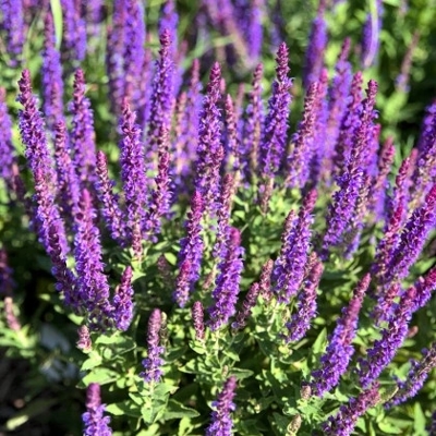 Salvia nemorosa Ostfriesland Co0,5L