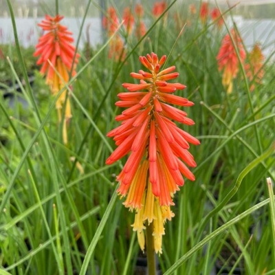 Kniphofia ´Papaya/Redhot Popsicle´