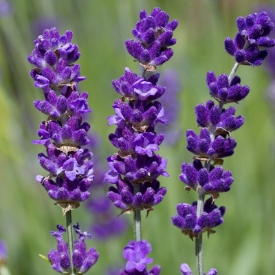 Levanduľa úzkolistá  -  Lavandula angustifolia 'Esence Purple'  P23 35/40