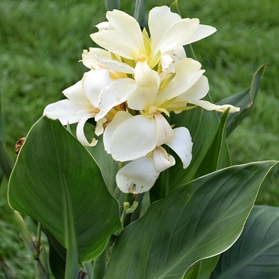 Canna indica - Kana indická - červená P17