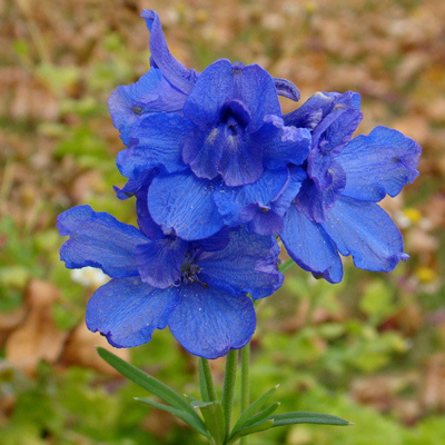 Delphinium grandiflorum 'Delfix Blue' P17