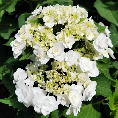 Hortenzia kalinolistá - Hydrangea macrophylla ´River Pink´ Co5L  25/30