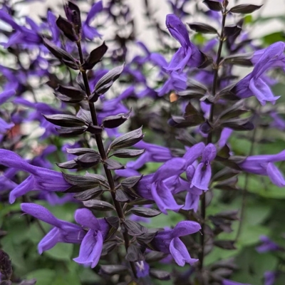 Salvia nemorosa P15