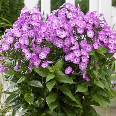 Flox metlinatý - Phlox paniculata ´Sweet Summer Red´ P15