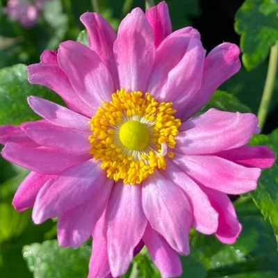 Anemone hupehensis ‘Pamina’ – jesenná veternica s tmavoružovými kvetmi
