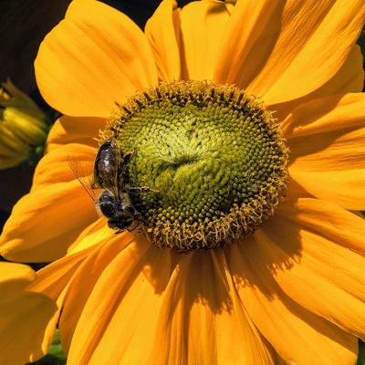 Rudbeckia ‘Sunbeckia Ophelia’ – bohato kvitnúca žltá rudbekia na leto
