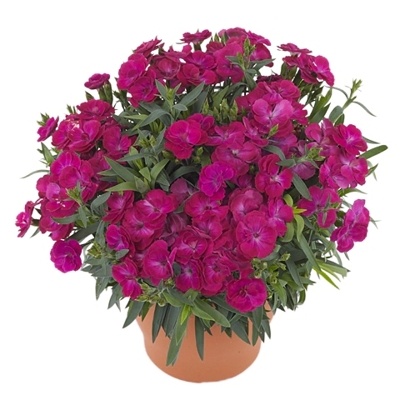 Dianthus caryophyllus ´Peman´ P12