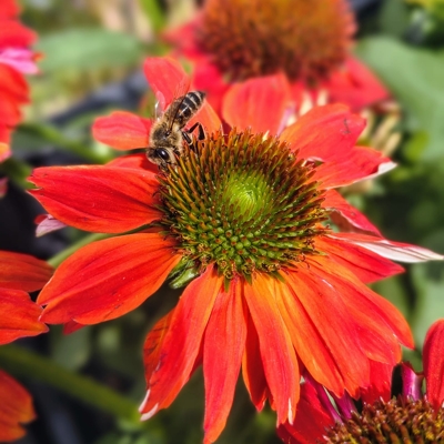 Echinacea purpurea ´Sombrero Salsa Red´