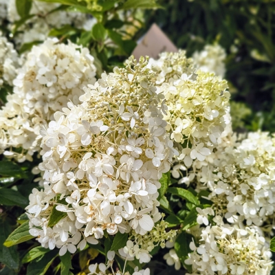 Hydrangea paniculata ‘Magical Matterhorn’ – biela metlinatá hortenzia s kompaktným rastom