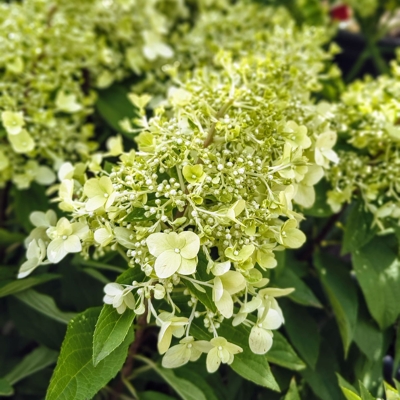 Hydrangea paniculata ‘Magical Hydrangea paniculata ’ – biela metlinatá hortenzia s kompaktným rastom