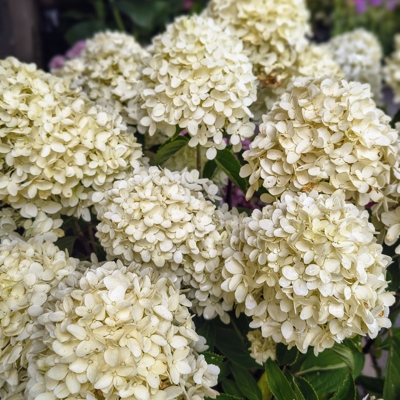 Hydrangea paniculata ‘White Light’ – biela kompaktne rastúca metlinatá hortenzia