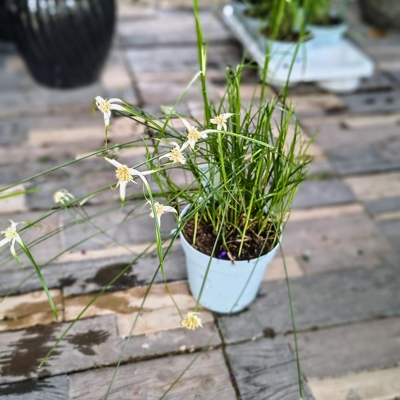 Rhynchospora colorata – exotická vlhkomilná trávovitá rastlina s bielymi listenmi