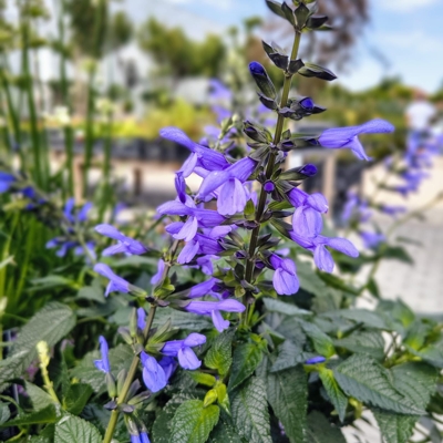 Salvia ‘Lake Como’ – modrofialová kompaktná šalvia s dlhým kvitnutím