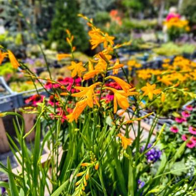 Crocosmia – oranžová montbrécia do letných záhonov a na rez