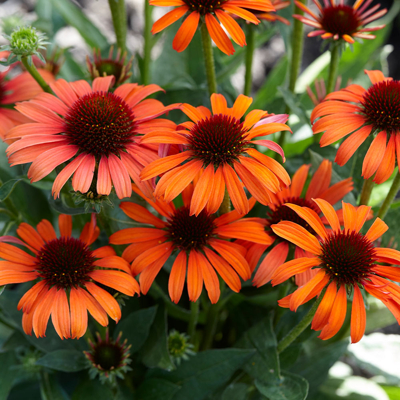 Echinacea ‘Orange’ – žiarivo oranžová echinacea s dlhým kvitnutím
